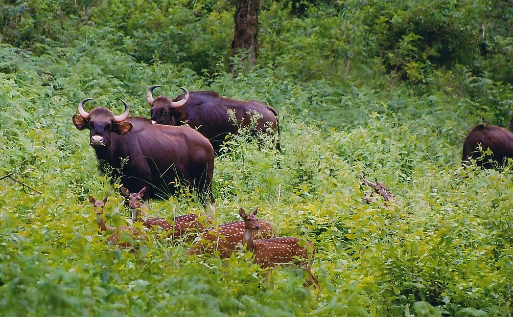 Tackling invasive species in India’s Western Ghats