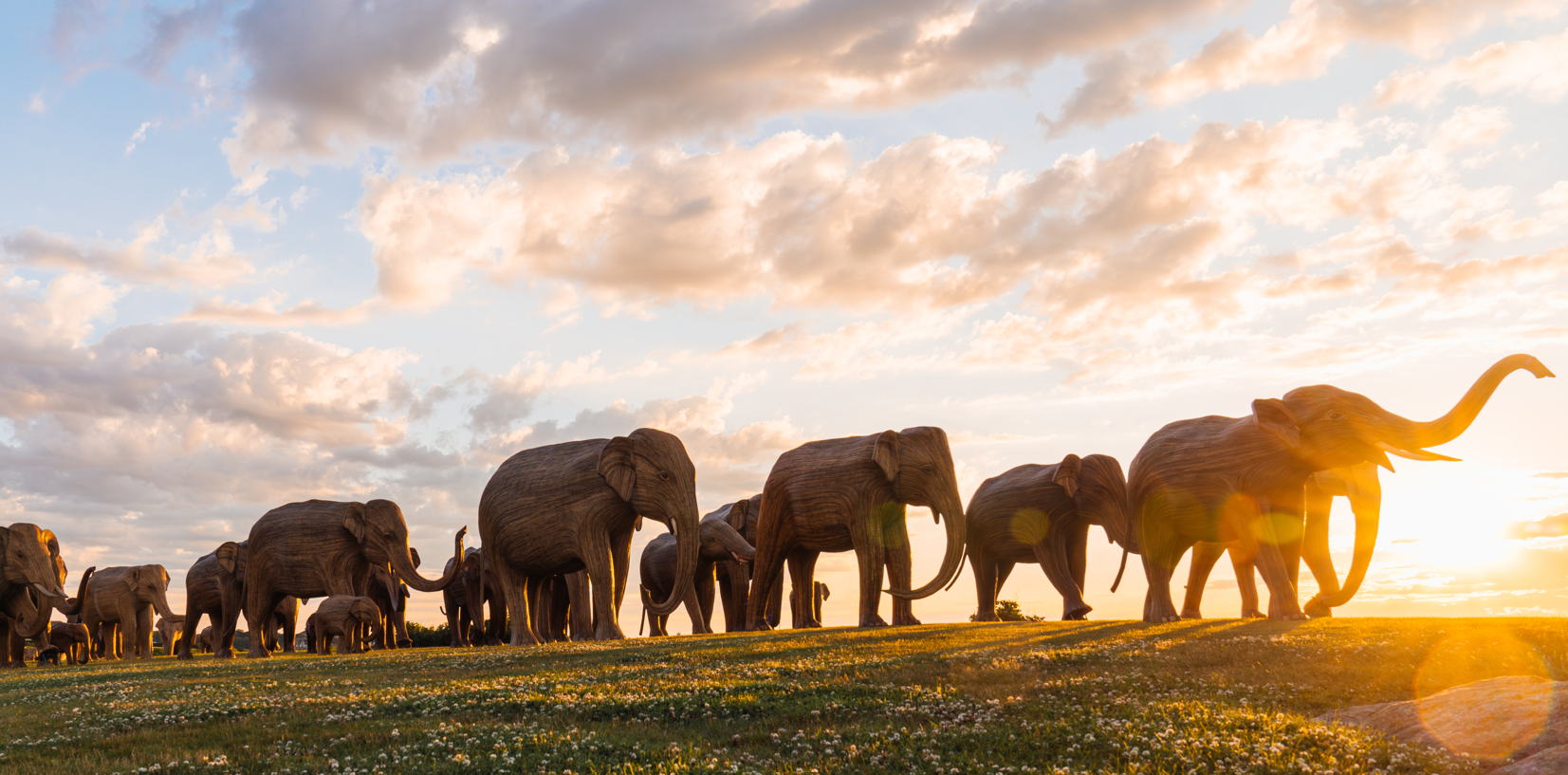 The Great Elephant Migration: 100 life-sized Indian elephants tour the U.S, image size:1600x791