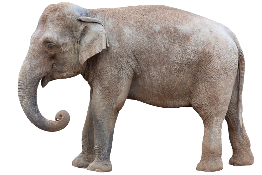 About Asian Elephants  Elephant Family-5365